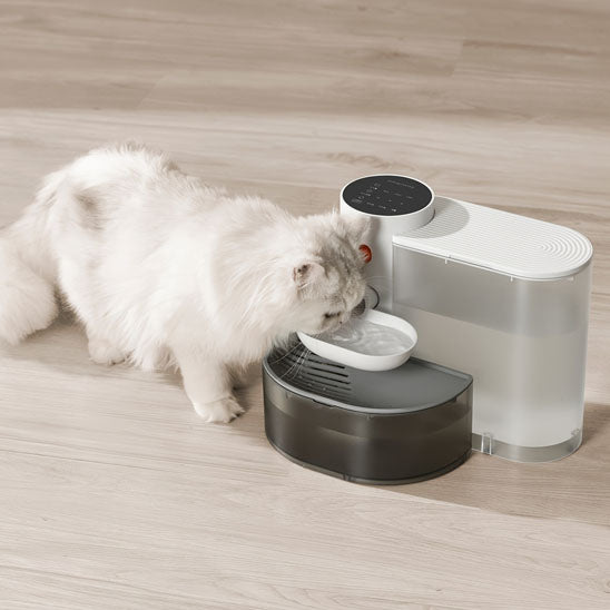 chat blanc boit dans fontaine a eau chat automatique