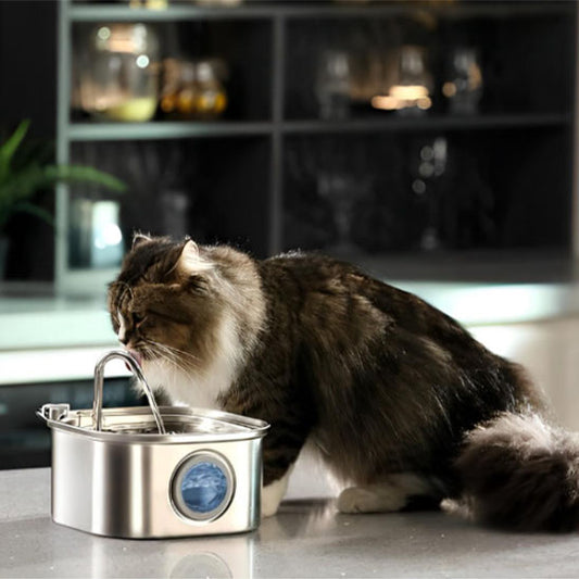 chat  boit eau dans fontaine a eau pour chat innox